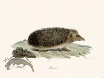 Cuvier 207 Hedgehog